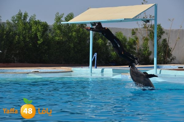 sharm el skhekh 707  (76).JPG